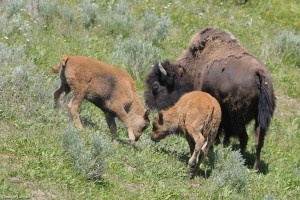 Bison calves playing in Hayden Valley at Yellowstone National Park. Flickr photo buy George Lamson.