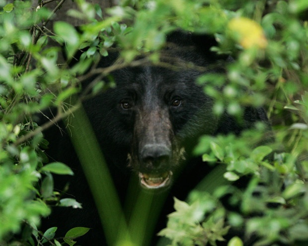 Black bear in the bushes. Photo by U.S. FWS.