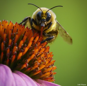 Bumblebee by Josh Mayes