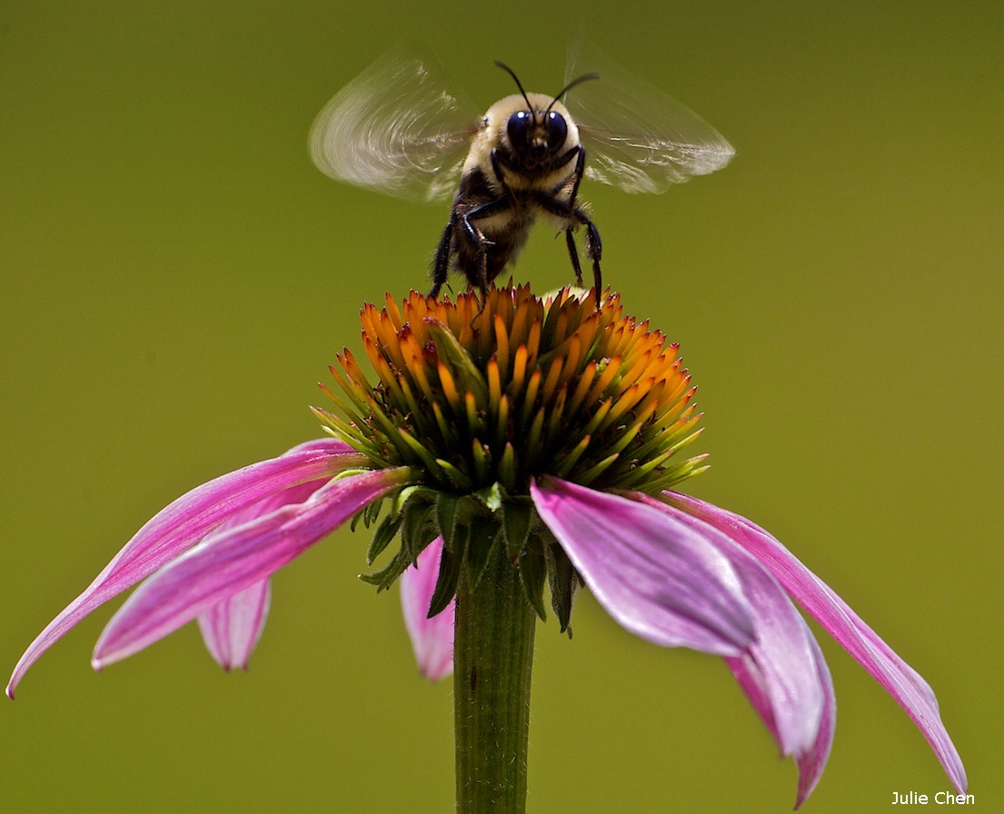 Bumble Bee by Julie Chen