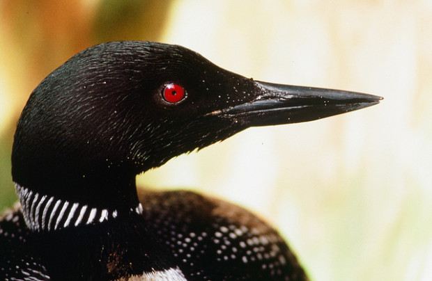 Common Loon. Art Weber, US Fish and Wildlife Service.