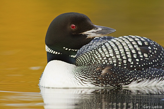 Common Loon by Gary Lackie