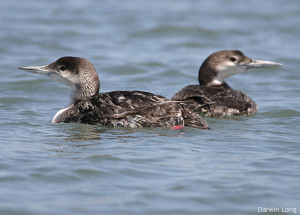Common Loons by Darwin Long