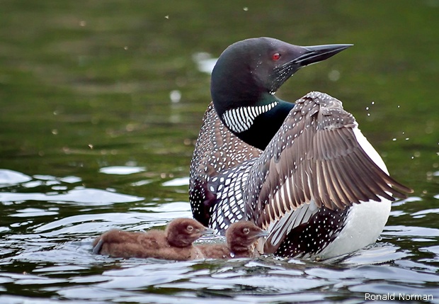 Common Loons by Ronald Norman