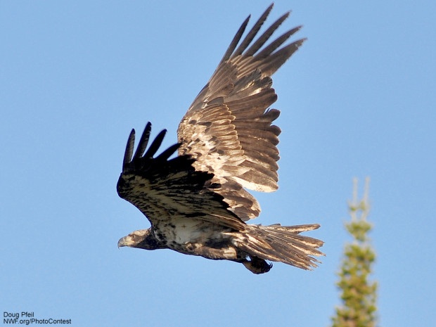 The golden eagle is one of the species threatened by coal mining in the west. Photo donated by National Wildlife Photo Contest entrant Doug Pfeil.