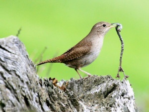 National Wildlife Photo Contest entrant Joey Herron watched on as this wren struggled—successfully—to bring this large twig into its nest. 