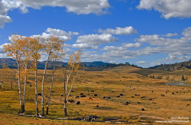 Yellowstone National Park by John McAnulty