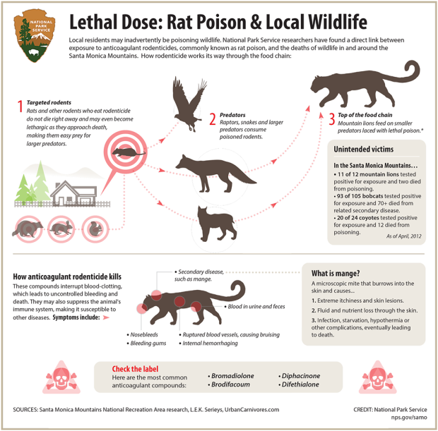 Rat Poison and Wildlife Infographic
