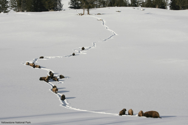 Bison walking through deep snow in Yellowstone National Park. Flickr photo by Jim Peaco.