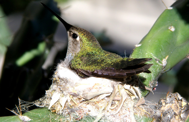 hummingbird nest, garden for wildlife, NWF