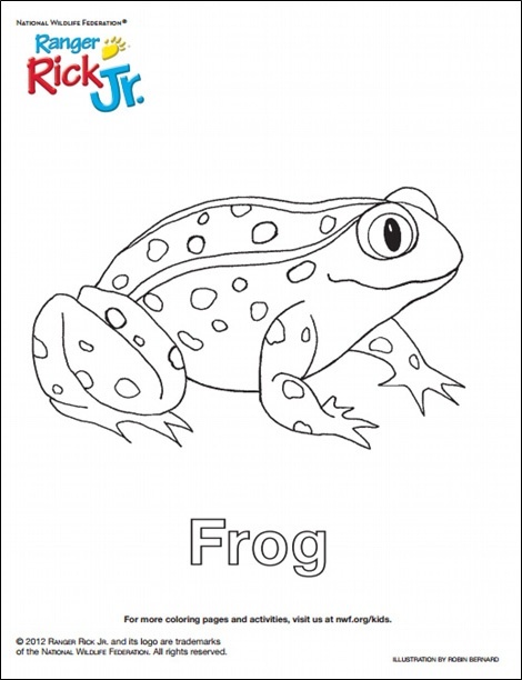 frog drawing