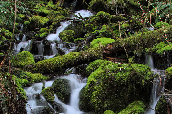A stream in Mount Rainier National Park. Photo: NPS/Crow Vecchio 