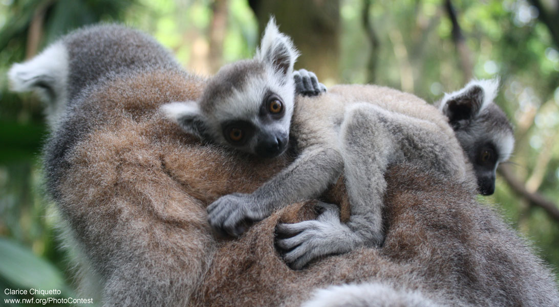 Lemur photo by Clarice Chiquetto.