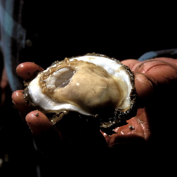Eastern Oyster. Photo: Texas Parks and Wildlife Department, Earl Nottingham. 