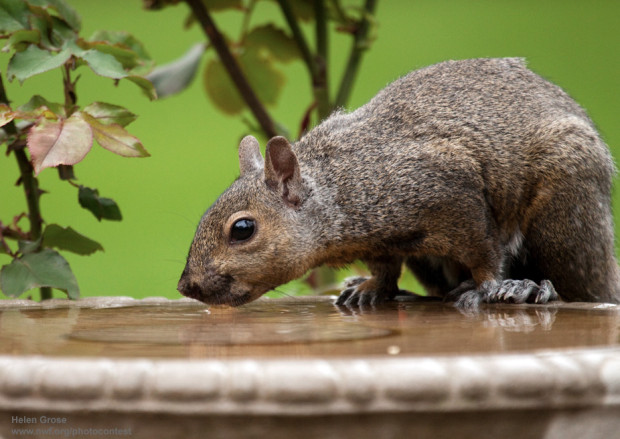 A squirrel drinking
