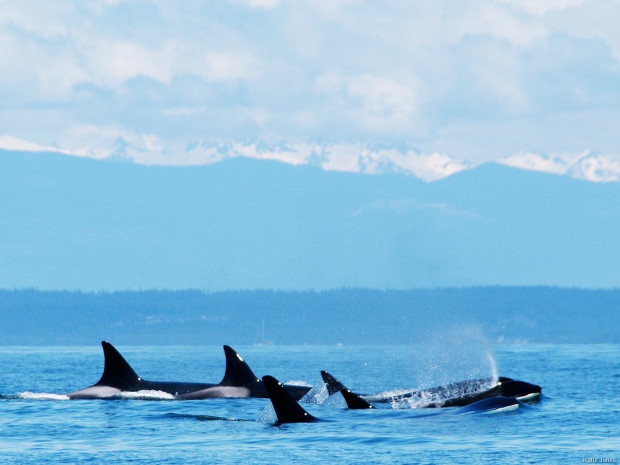 Orca whales in the Strait of Juan de Fuca, Washington. Photo donated by Katie Jones. 