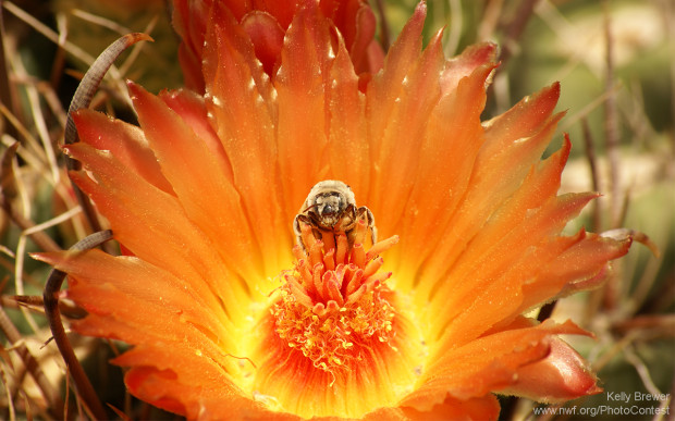 A bee in a fishhook cactus flower. Photo donated by National Wildlife Photo Contest entrant Kelly Brewer.
