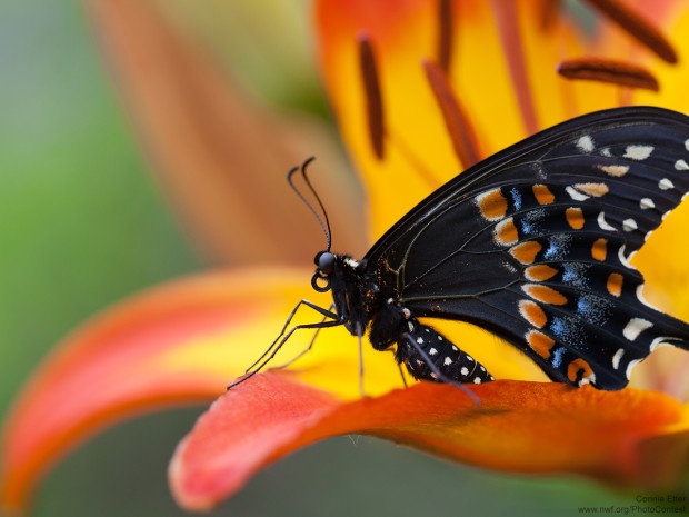 You can see the curled proboscis in this picture of a black swallowtail butterfly, donated by National Wildlife Photo Contest entrant Connie Etter.