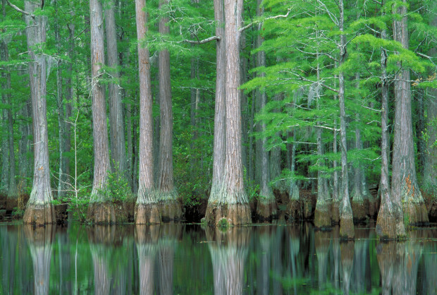 Unfortunately wetlands  like this Carolina Bay will not be protected. Photo: Charles Shoffner