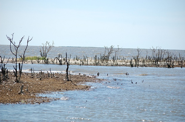 CatIsland2014_Sean-Saville,-Mississippi-River-Delta-Restoration-Campaignx620