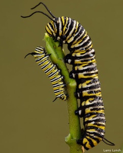 Monarch caterpillars by Larry Lynch