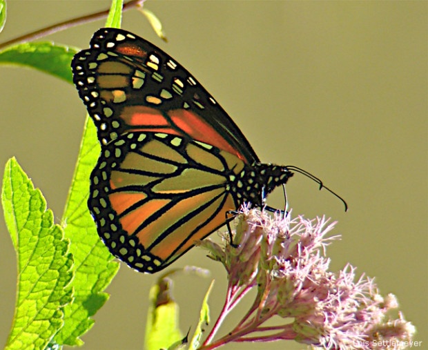 Monarch butterfly by Louis Settlemeyer