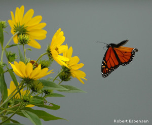 Monarch butterfly by Robert Esbensen