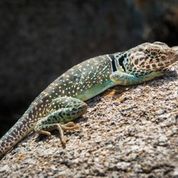 A collared lizard suns himself in the Organ Mountains. Photo by Lisa MandelKern