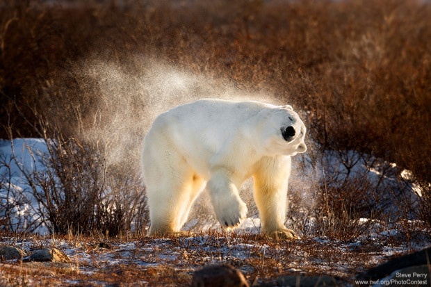 This picture of a polar bear shaking off was donated by National Wildlife Photo Contest entrant Steve Perry.