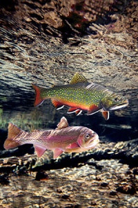 Ttrout are the indicator species of cold water stream health, and are expected to lose much of their habitat due to climate change. Photo by Fish Eye Guy (fisheyeguyphotograpy.com)