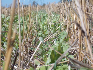 Radish cover crop growing in winter wheat residue (Sept. 2013) provided lasting wildlife benefits.