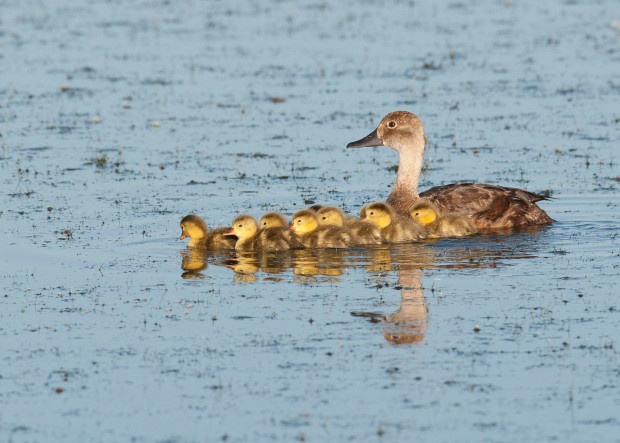 Redhead hen and ducklings in a wetland. Photo: Neil Mishler/UFSWS.