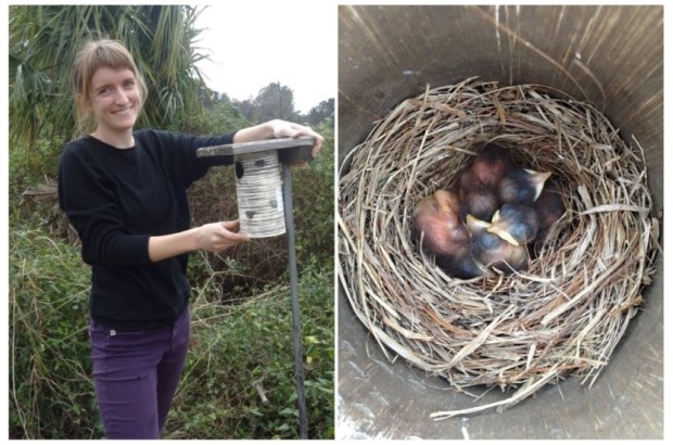 Left: Julie installing Gilbertson nest boxes throughout the University of Florida campus for the 2014 Eastern Bluebird breeding season. Right: Four baby bluebirds (Day 10) in a Gilbertson Nest Box on the University of Florida campus. Photo Credit: Julie Perreau