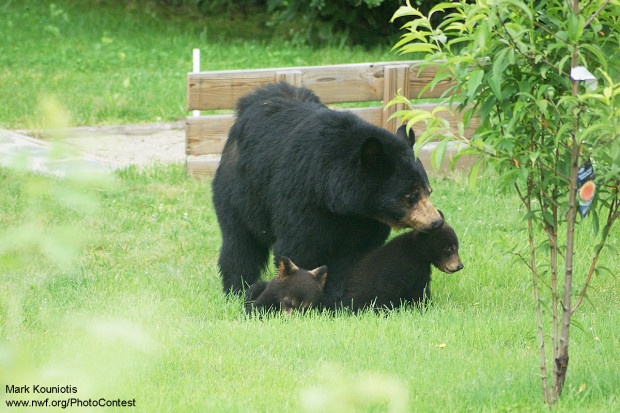 This black bear family raided the garden of Massachusetts resident Mark Kouniotis, who donated this photo in the National Wildlife Photo Contest.