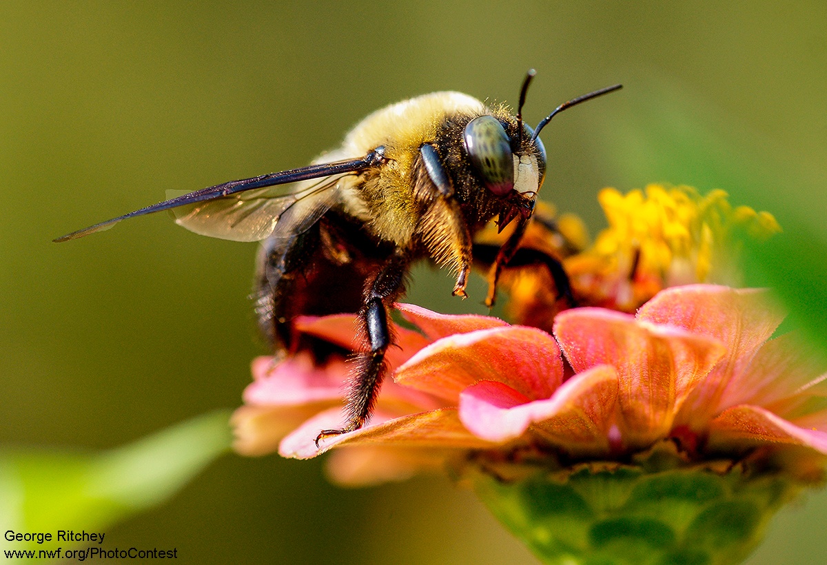 Climate change is impacting critical pollinators like bees. Photo donated by National Wildlife Photo Contest entrant George Ritchey.