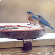 Bluebirds_Birdbath_JaneKirkland_219x219