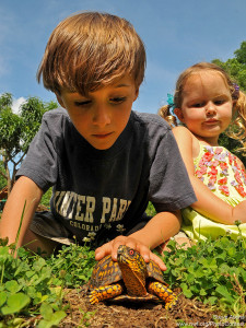 Steve Atkins took this photo of his kids and a box turtle in their garden. Photo donated to the National Wildlife Photo Contest.
