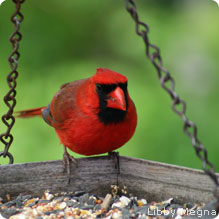 Cardinal_LibbyMegna_219x219