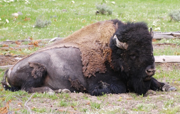 Napping Bison