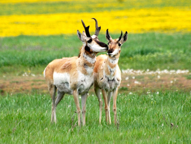 A pair of pronghorn