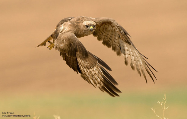 Buzzard photographed by Amir Ayalon in North Israel.