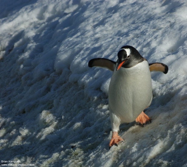 Gentoo penguin slides in Antarctic Peninsula by Brian Kamprath.