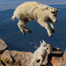 Mountain goats jump in Colorado by Cathy and Gordon Illg.