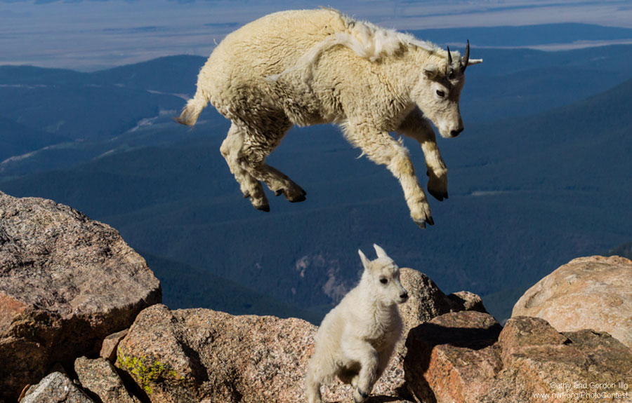 Mountain goats jump in Colorado by Cathy and Gordon Illg.