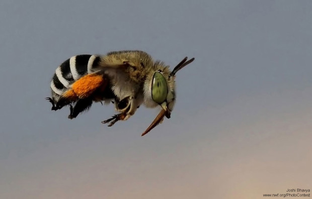 Blue banded bee hovers in India by Joshi Bhavya.