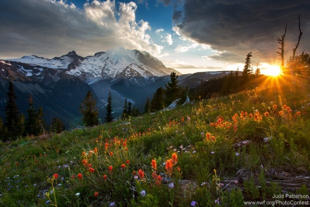 Sun sets over a field of wildflowers in bloom in Mount Rainier National Park. Photo by National Wildlife Photo Contest entrant Judd Patterson.