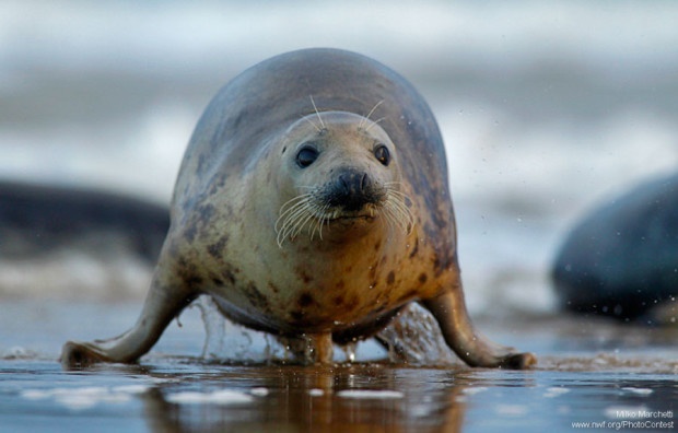Seal on the move in England by Milko Marchetti.