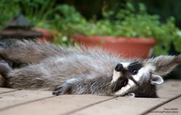 Raccoon stretched out to relax in Washington. Photo by Nancy Martin.