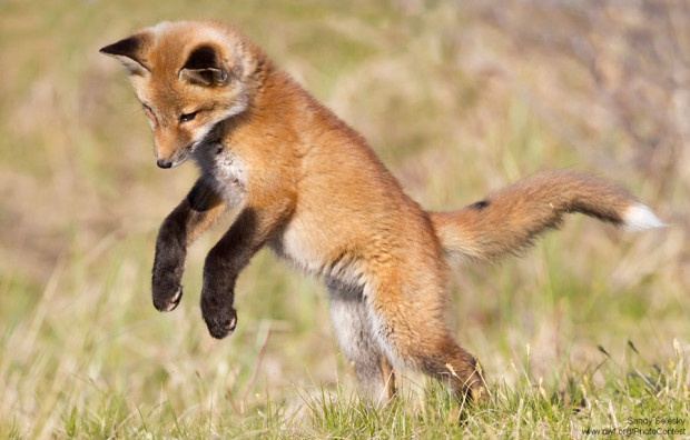 Fox kit pouncing in Massachusetts by Sandy Selesky.