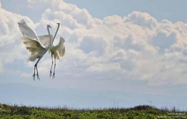 Great egrets dance in California by Thomas Anderson.